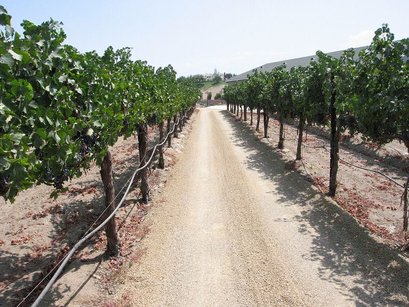 Rows of grapevines at a Temecula vineyard
