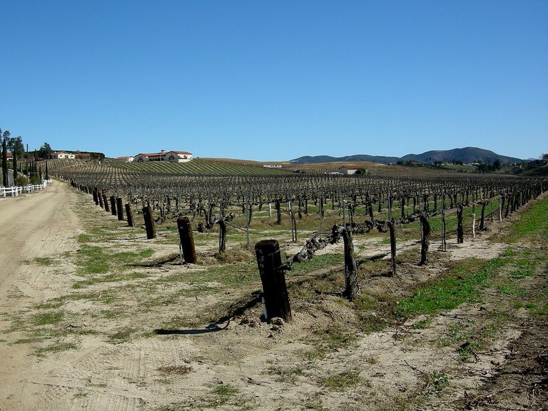 Winter grapevines in Temecula Valley Southern California wine country