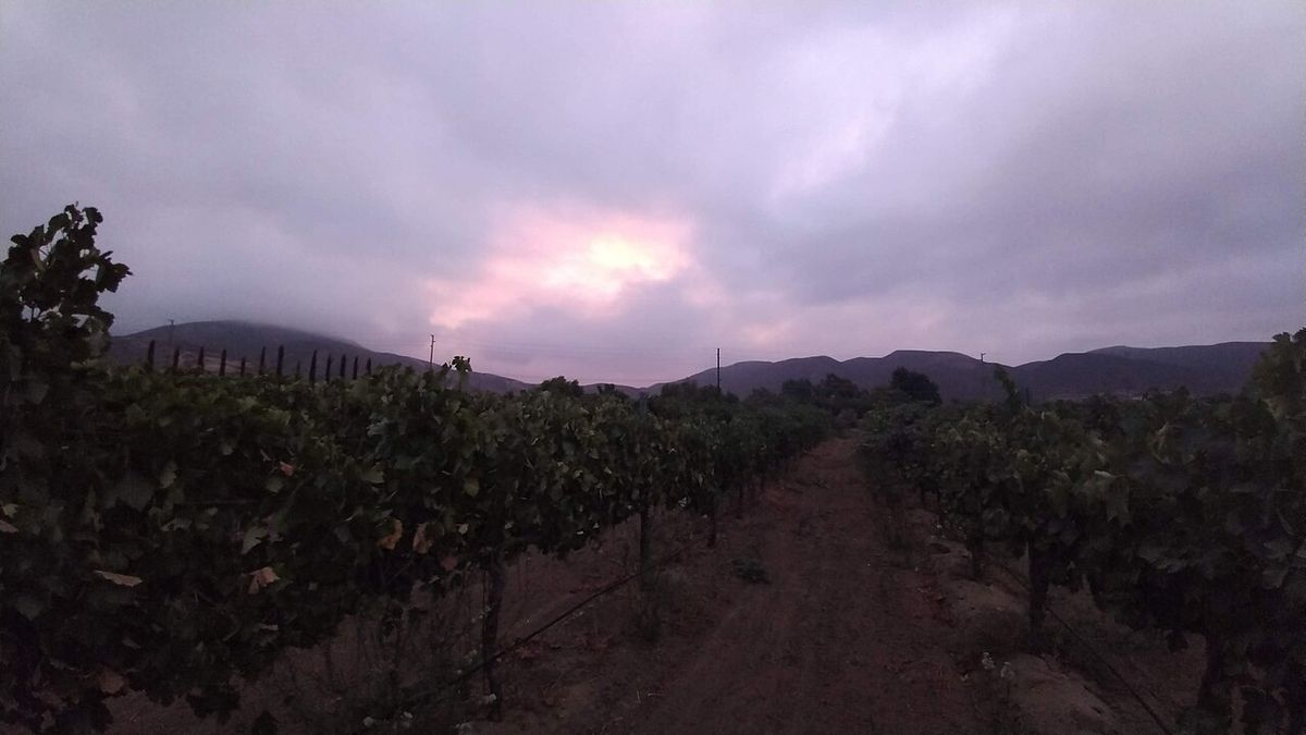 Early morning sun over vineyards in Temecula Valley wine country